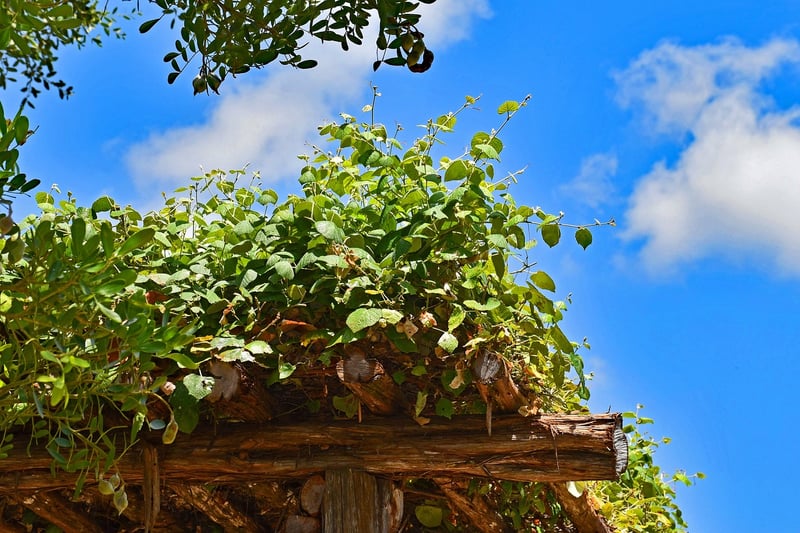 Trellis Designs