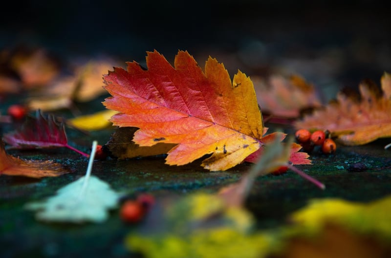 Fall garden planting