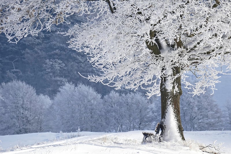 Winter garden planning